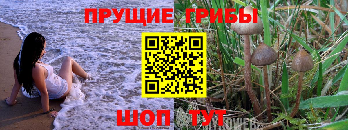 Псилоцибиновые грибы GOLDEN TEACHER Лесосибирск